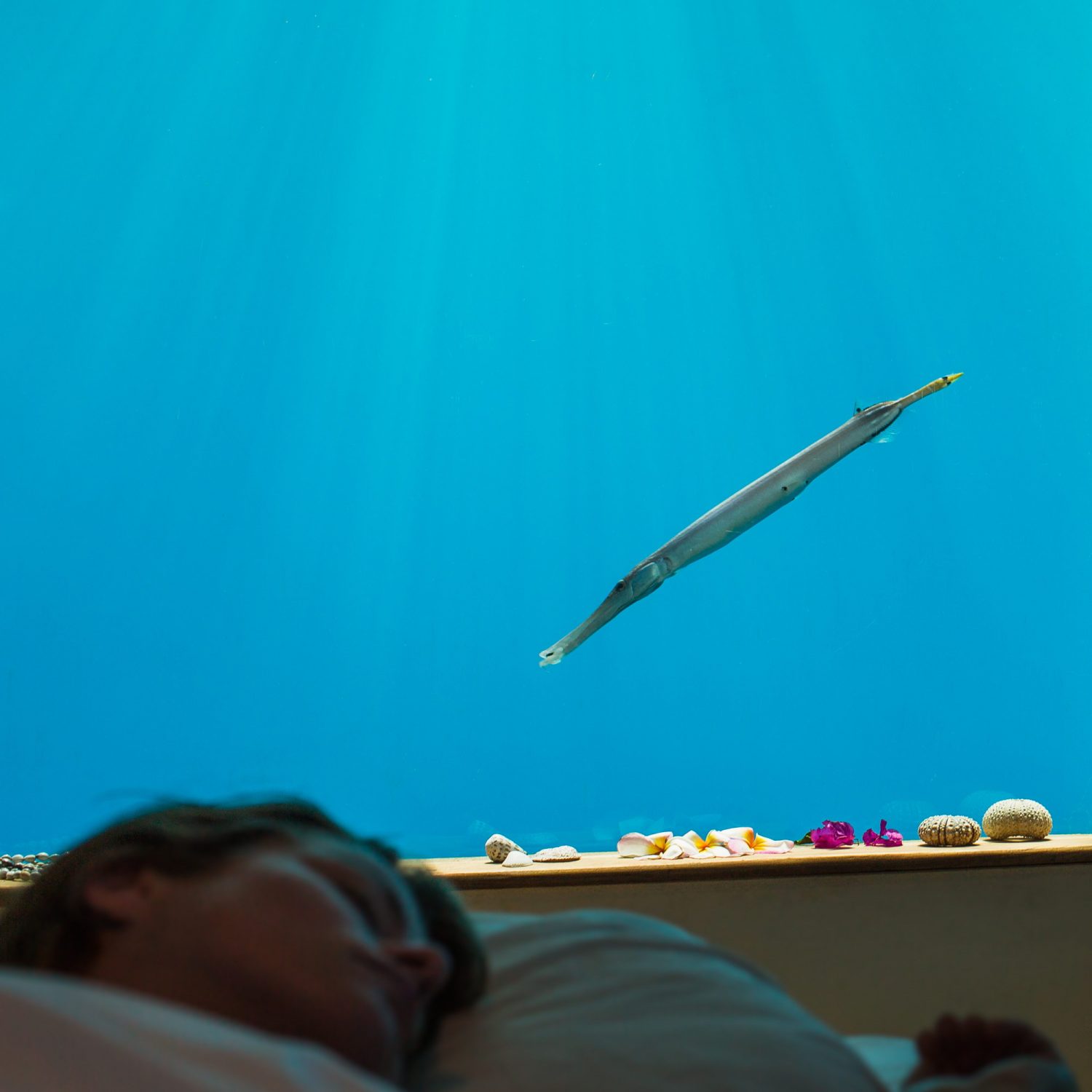 The Manta Underwater Room by Genberg Underwater Hotels